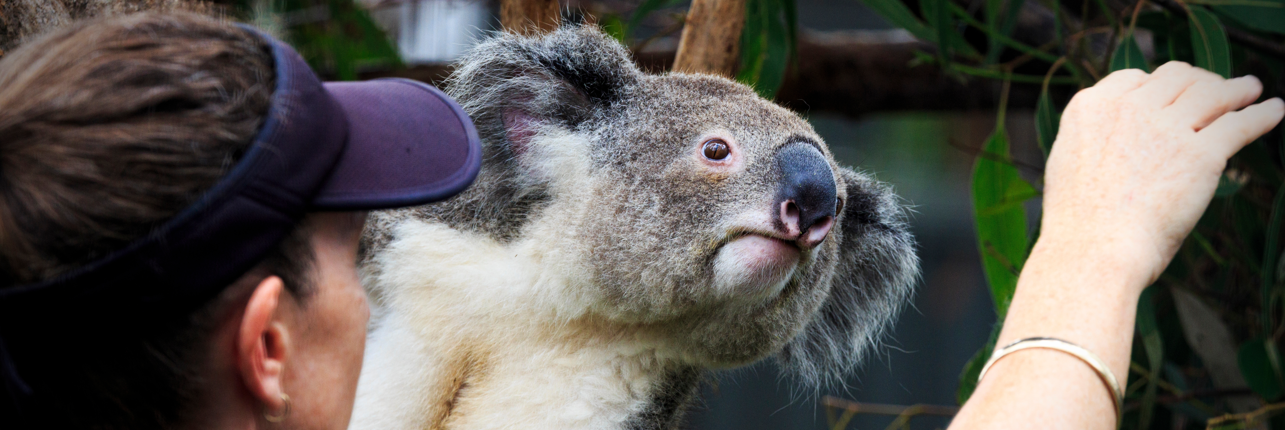 485-visa-TR-Application-Fees-1285x430-1