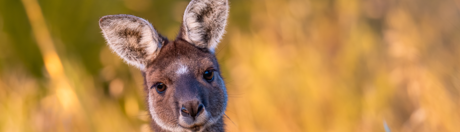 australia-migration-update-sept-2026-VisaEnvoy-1500x430-1
